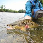 Fly-fisherman,Holding,Brown,Trout,Out,Of,The,Water
