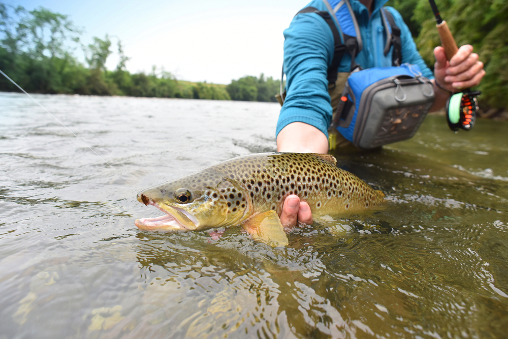 Fly-fisherman,Holding,Brown,Trout,Out,Of,The,Water